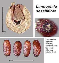   Fruit,nbsp;seeds:   Limnophila sessiliflora ; Photo by J. Scher, Federal Noxious Weed Disseminules of the US
